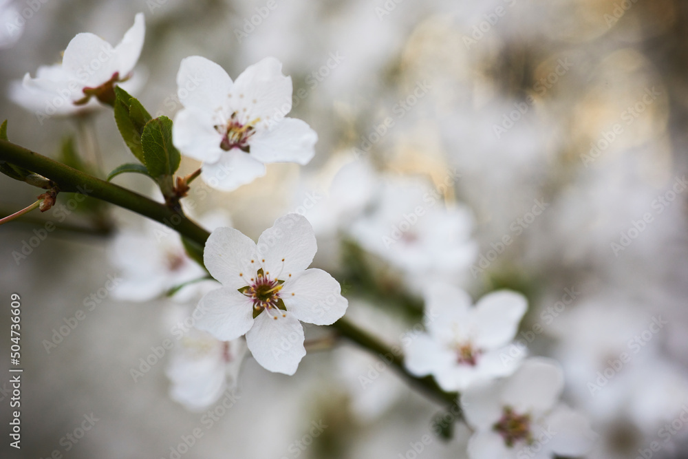 Beautiful background of wild plum blossoms. Close up macro. Single point focus