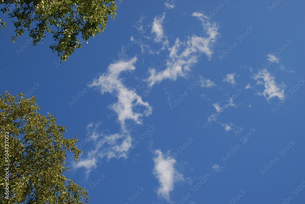 Branches of high birch with green leaves. Against the background of a blue sky with small white clouds, several curved birch branches with green leaves. Branches of high birch with green leaves. Against the background of a blue sky with small white clouds, several curved birch branches with green leaves.