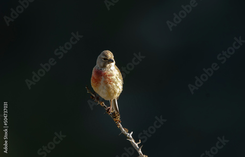 Pardillo en el campo en primavera