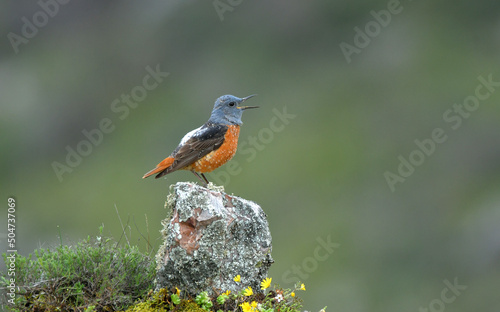 Roquero rojo en el campo en primavera