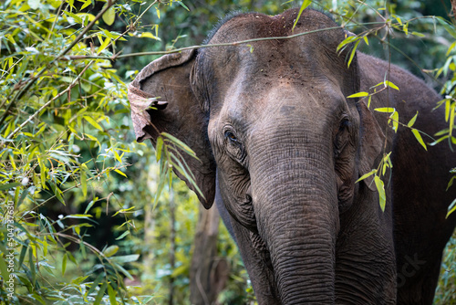 Photography Wild asian elephant in the jungle of Cambodia, South East Asia