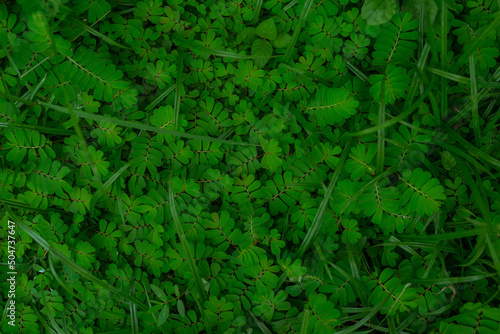 Green leaves in rainy season