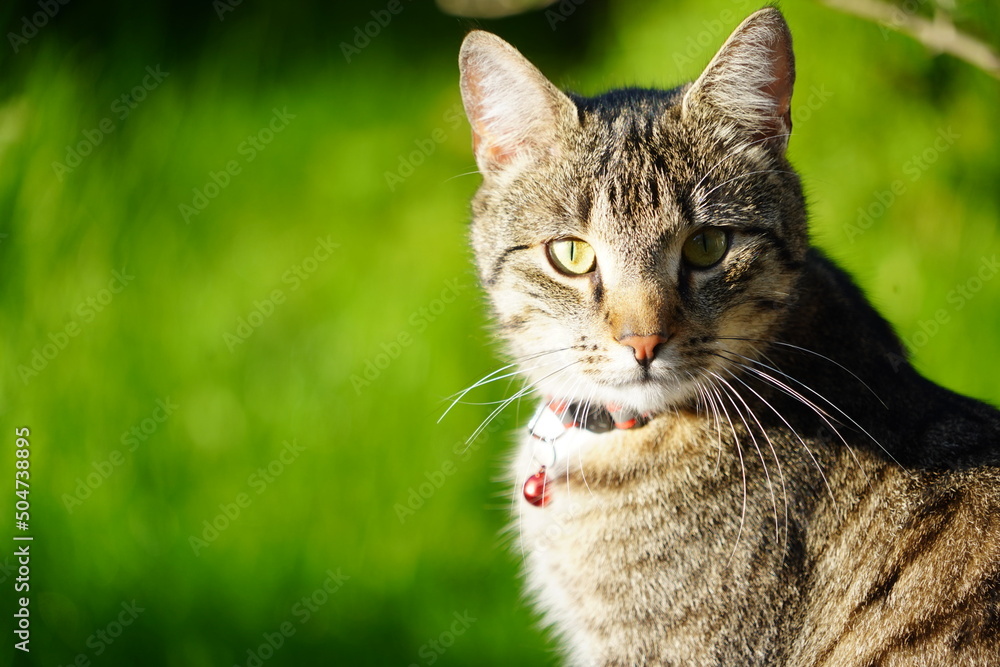 Obraz premium Junge Tigerkatze im Garten