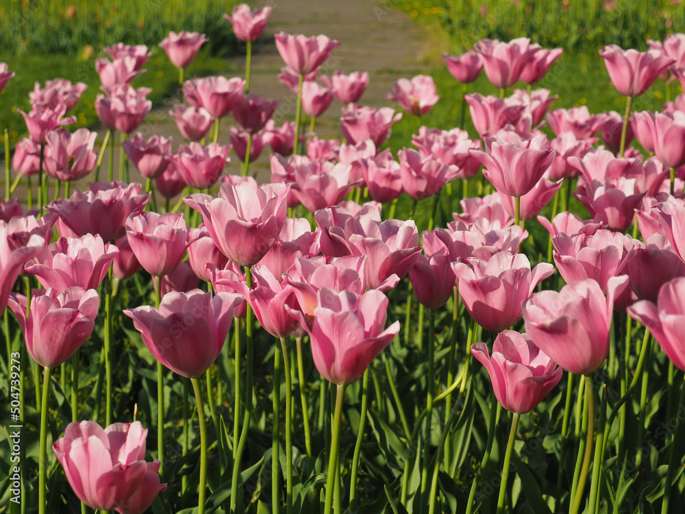 Tulpen Tulpen