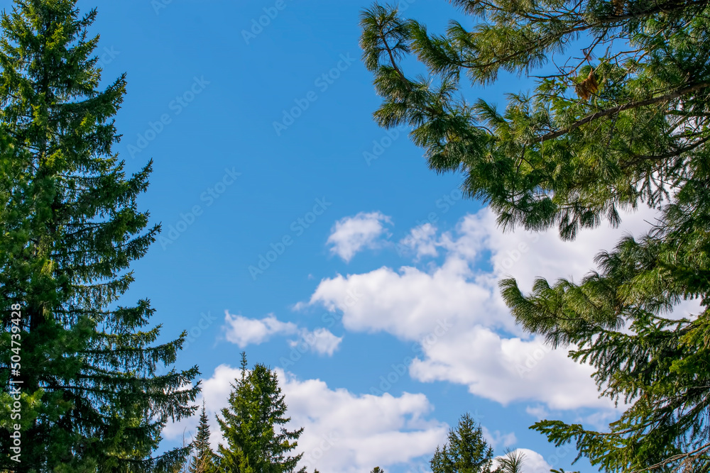 The tops of evergreen fir trees against the blue sky. Spring landscape, coniferous forest with panoramic view The tops of evergreen fir trees against the blue sky. Spring landscape, coniferous forest with panoramic view