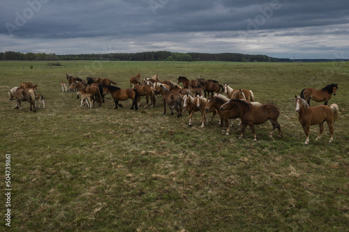 Horses walking in a line on pasture, drone view of green landscape with a herd of brown horses. © M