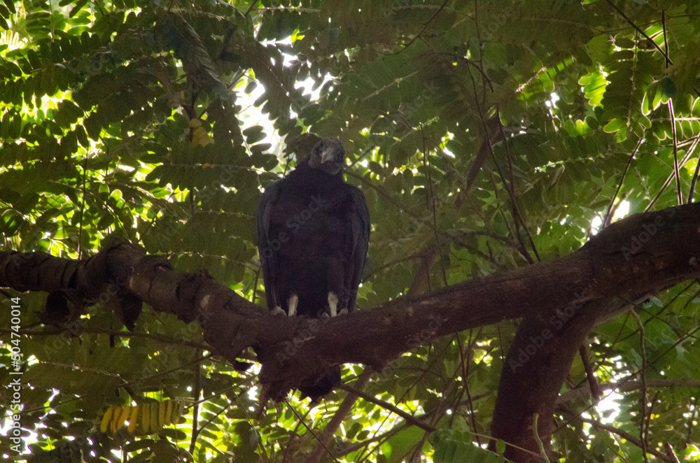 Obraz premium Adult vulture perched on a tree branch