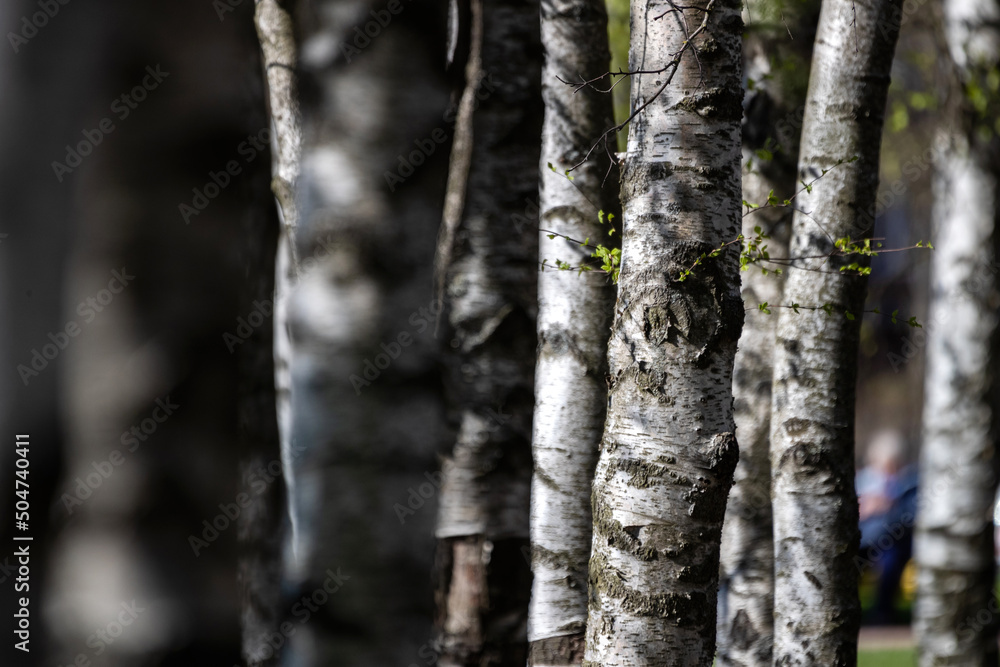 Birch against the background of tree trunks Birch against the background of tree trunks