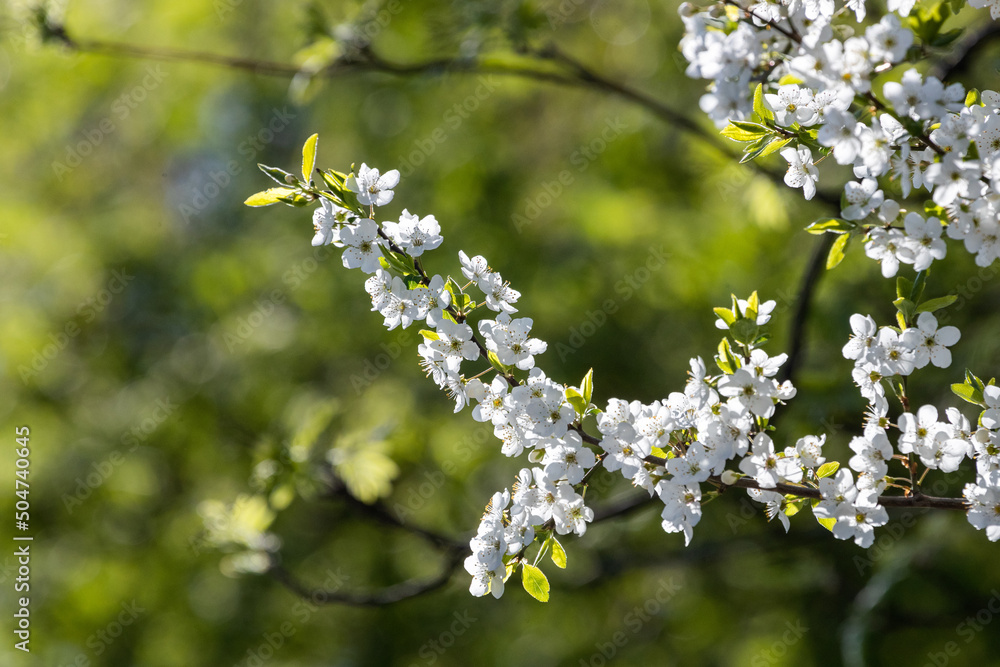 Cherry blossom branch on green background Cherry blossom branch on green background
