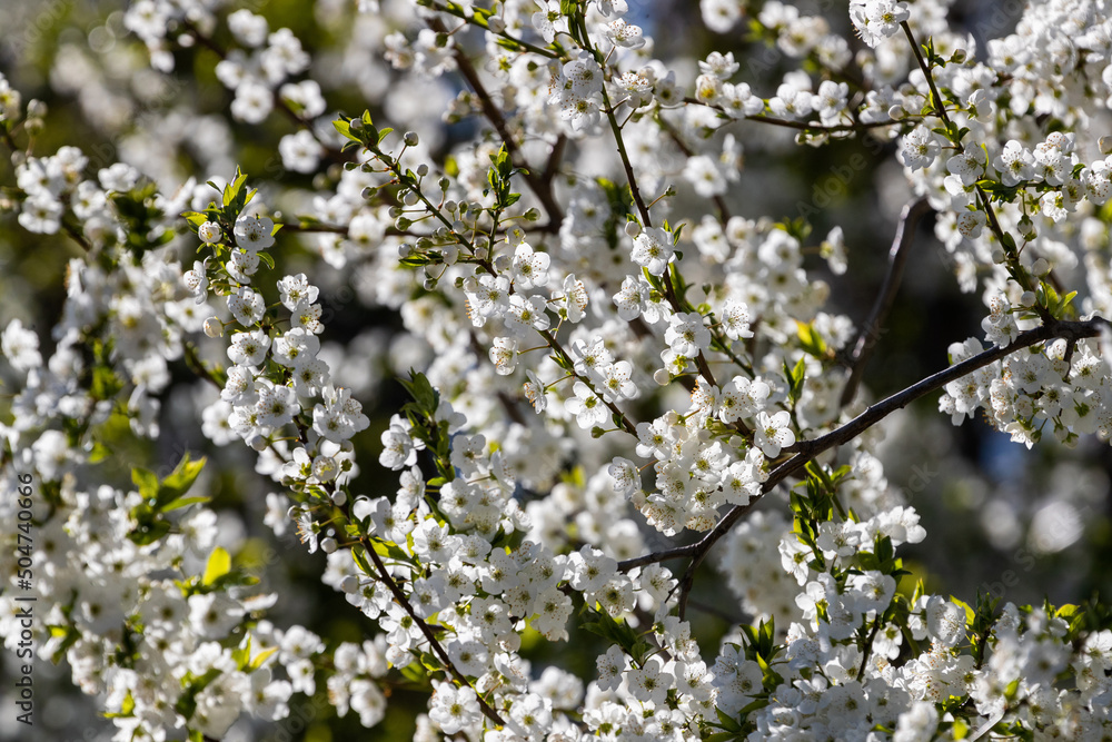 Background of cherry blossom flowers in the bright sun Background of cherry blossom flowers in the bright sun