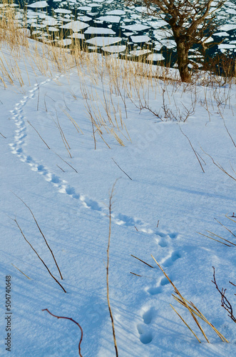 Footprints of small animals to drift ice