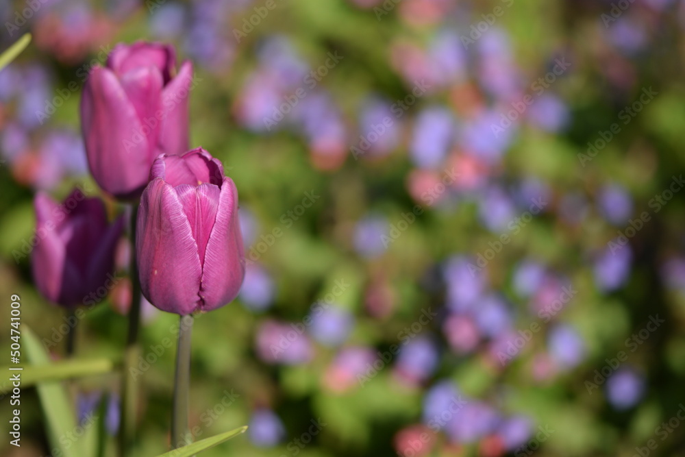 Violet tulips in spring garden, spring garden colorful bokeh background as space for text on right. Violet tulips in spring garden, spring garden colorful bokeh background as space for text on right.