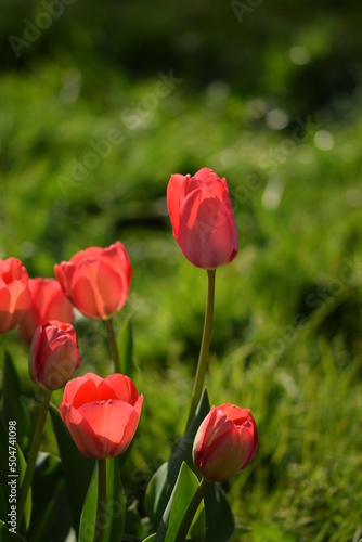 Red tulips in sunshine  red tulips background vertical.