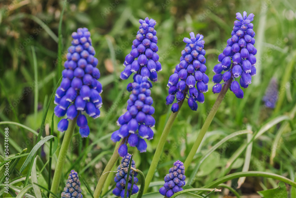 Bush of flowers Muscari armeniacum. Spring flowers. Bush of flowers Muscari armeniacum. Spring flowers.