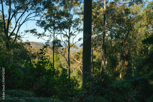 The Watagans  Cessnock  NSW  Australia