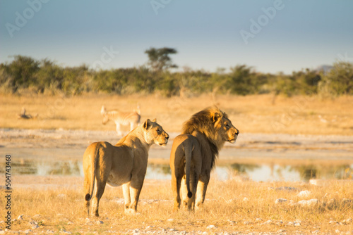 Tableau sur toile Löwen Namibia