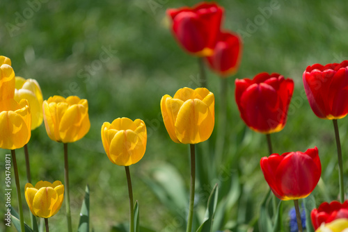 yellow and red tulips in the sun  on a green background 