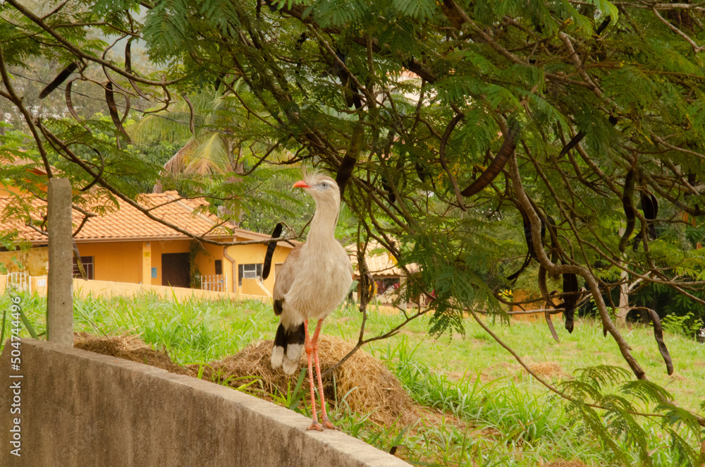 A single siriema roamed the remote part of Águas de São Pedro. Cariamidae. A single siriema roamed the remote part of Águas de São Pedro. Cariamidae.