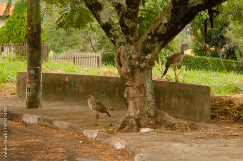 A family of Siriemas walking through a remote part of Águas de São Pedro, São Paulo. photo