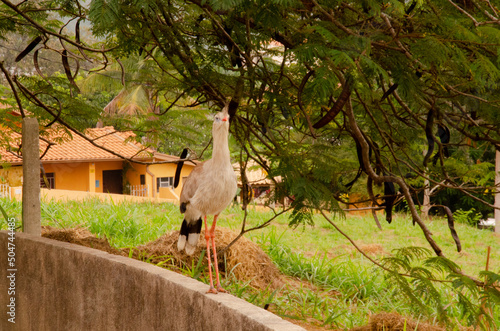 A single siriema roamed the remote part of Águas de São Pedro. Cariamidae.  photo