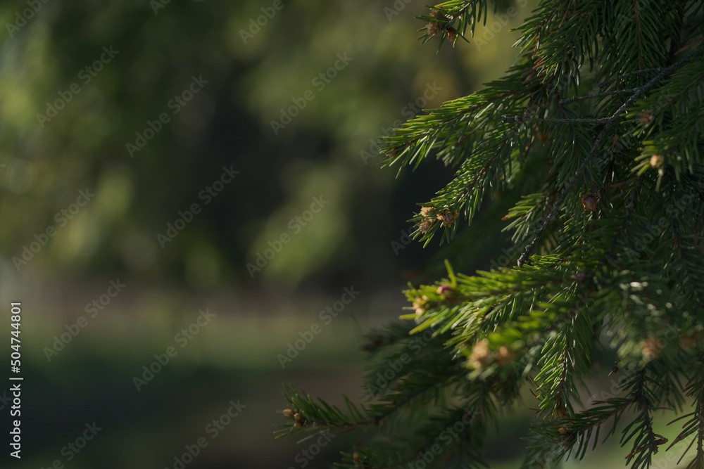 Closeup of green fir tree with copy space Closeup of green fir tree with copy space