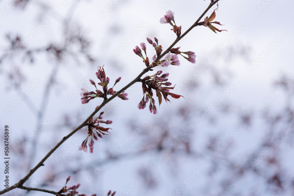 Early sakura flowers over sky with warm light