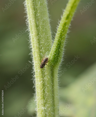 Closeup of a housefly on a green plant stalk