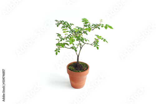 Potted Plant, Small Bonsai Tree, Rose