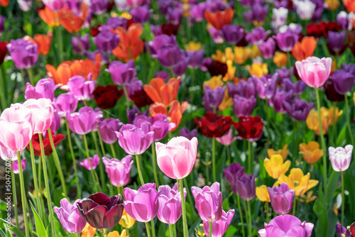 Tulip field with different types and colors