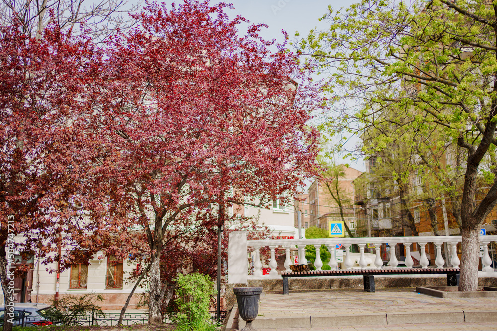 Spring Park. red blossoming tree. beauty of spring nature. walks around city. Spring Park. red blossoming tree. beauty of spring nature. walks around city.