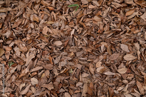 枯れ葉木材チップで敷き詰められた地面の背景画像
