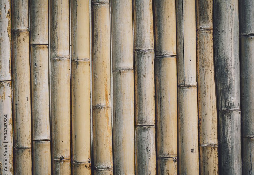 Background and texture of bamboo wall or fence Background and texture of bamboo wall or fence