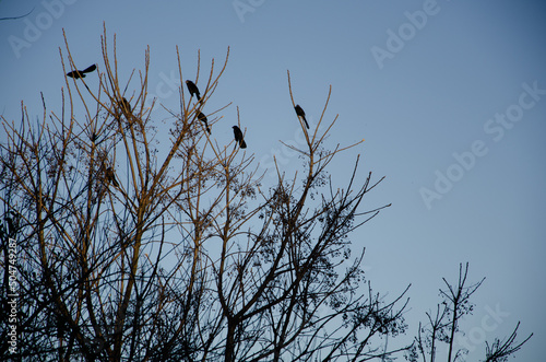 Black birds perching on the branches of a dry tree.