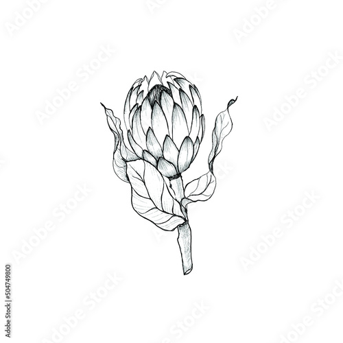 Hand drawn protea flower. Vector illustration.