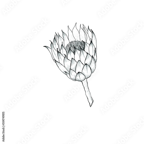 Hand drawn protea flower. Vector illustration.
