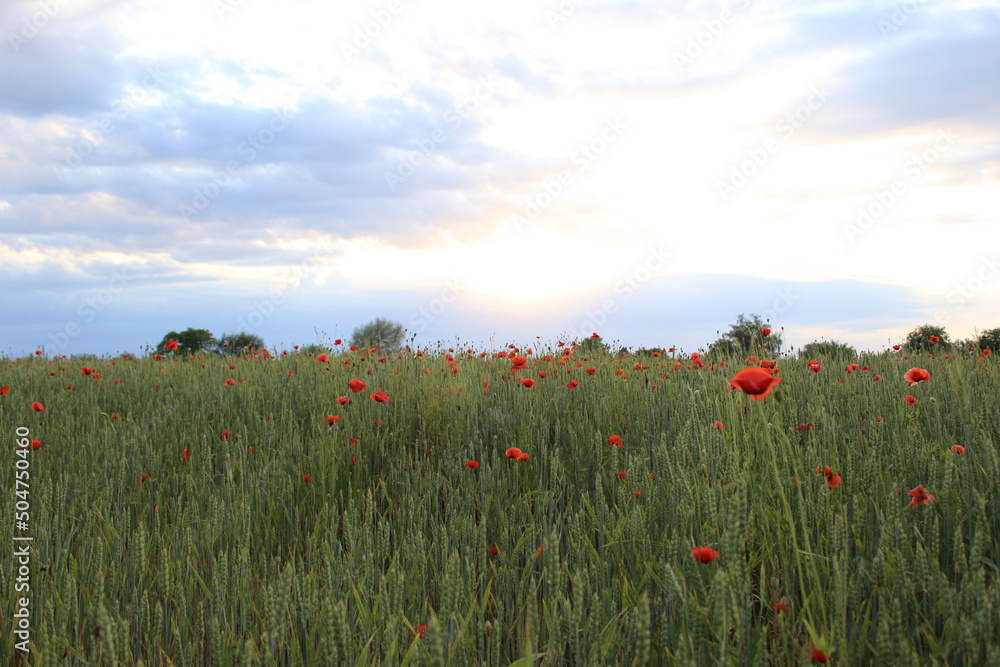 Field of wheat, green wheat against the backdrop of sunset clouds. Field of green wheat and red poppies. wild poppy flower among the field. Grain crop in the process of ripening, new crop