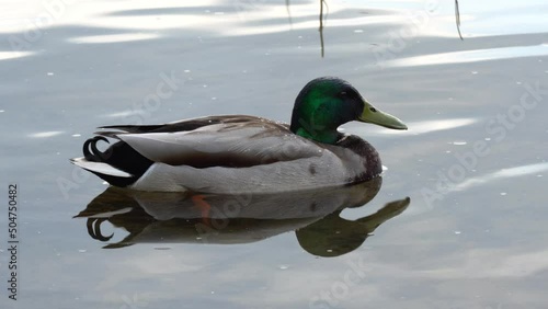 Close-up wild mallard duck swiming in the river. Head and neck male are green, chest is brown, back is gray. Birdlife anas platyrhynchos in nature.