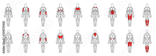 Male muscular anatomy vector icon photo