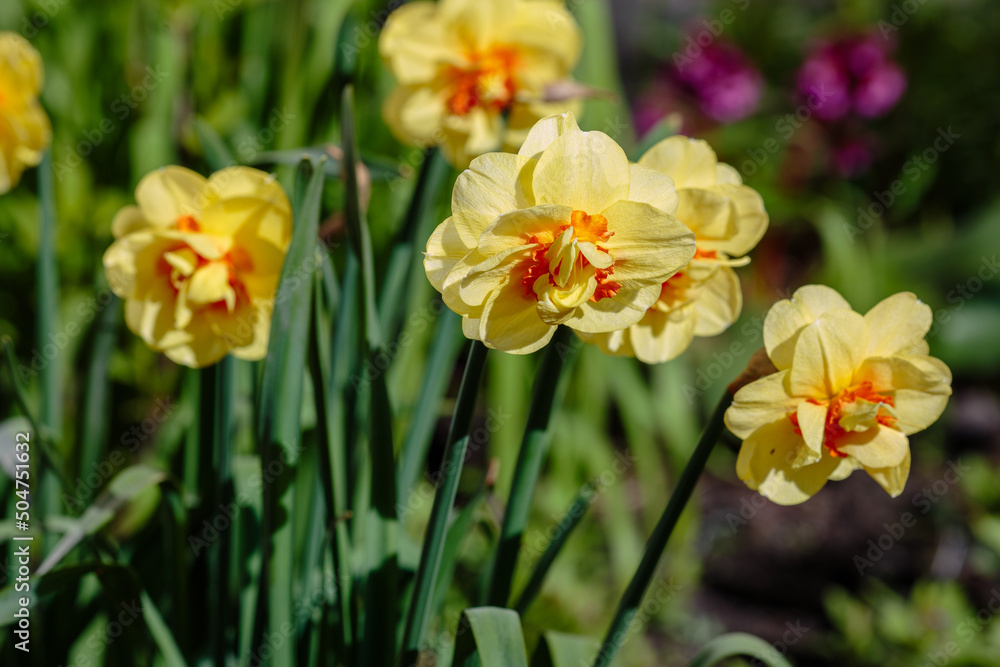 Narcissus flowers. Flower bed with drift yellow. Narcissus flower also known as daffodil, daffadowndilly, narcissus in springtime. Bulbous plants in the garden Narcissus flowers. Flower bed with drift yellow. Narcissus flower also known as daffodil, daffadowndilly, narcissus in springtime. Bulbous plants in the garden