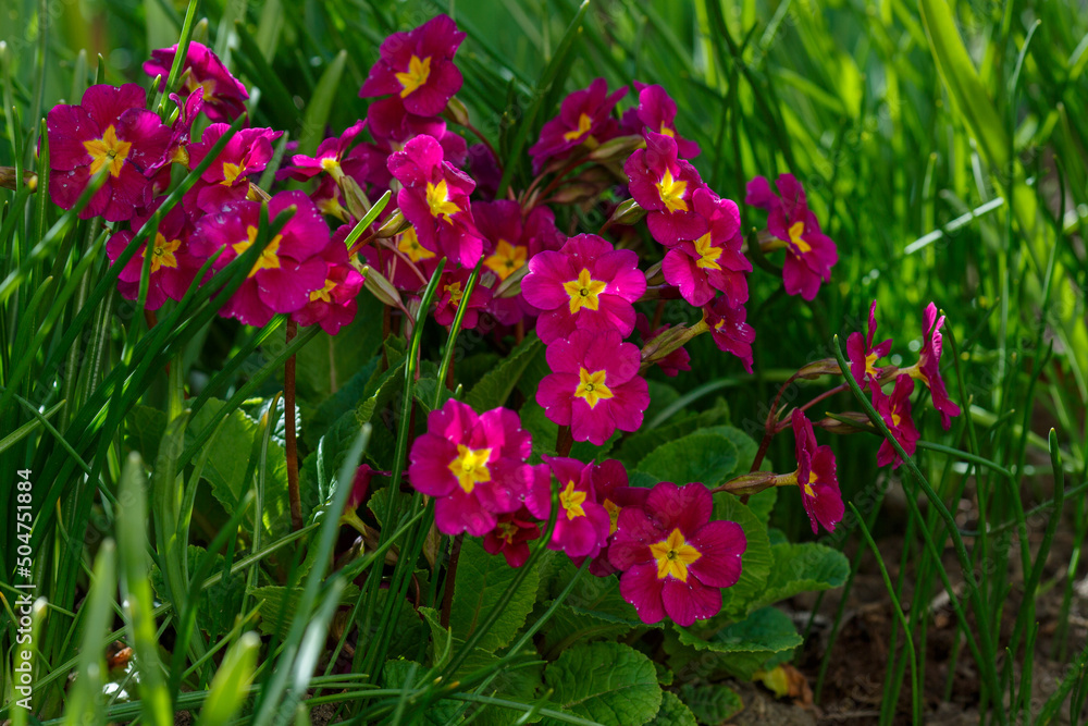 Primrose , or Primula is a genus of plants from the family Primulaceae Primrose , or Primula is a genus of plants from the family Primulaceae