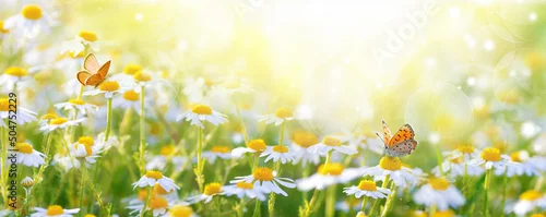 Obraz  z motywem Sunlit field of daisies with fluttering butterflies. Chamomile flowers on a summer meadow in nature, panoramic landscape.