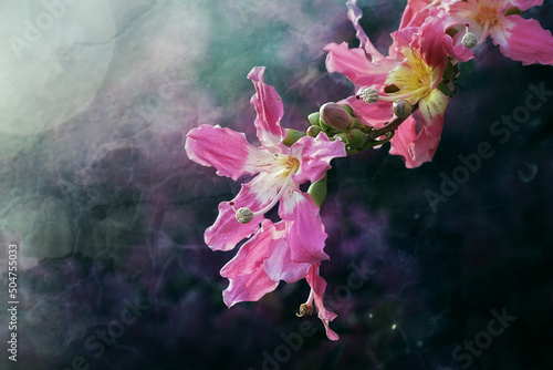 Ceiba speciosa  (Chorisia speciosa)  flowers (processed with texture)    photo