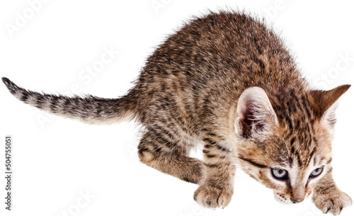 Obraz na płótnie Small kitten