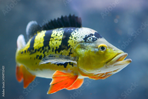 Photography yellow tang fish
