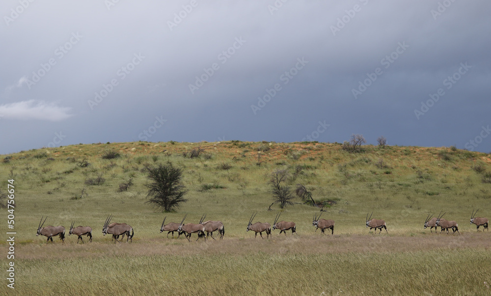Herd of Gemsbok or South African Oryx in the Kgalagadi, South Africa