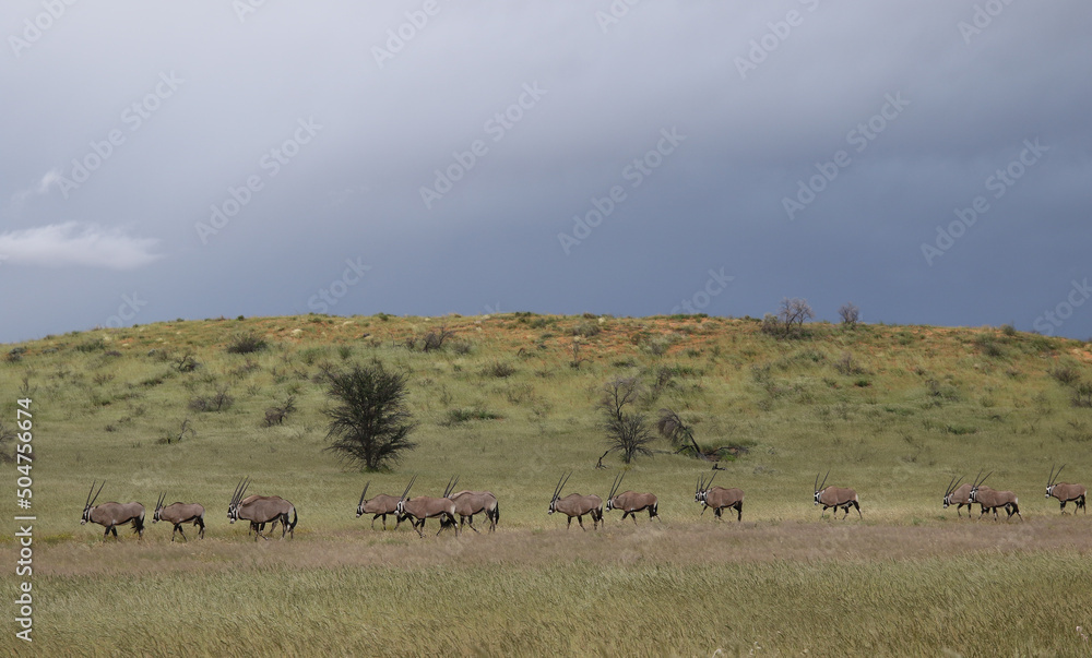 Herd of Gemsbok or South African Oryx in the Kgalagadi, South Africa Herd of Gemsbok or South African Oryx in the Kgalagadi, South Africa
