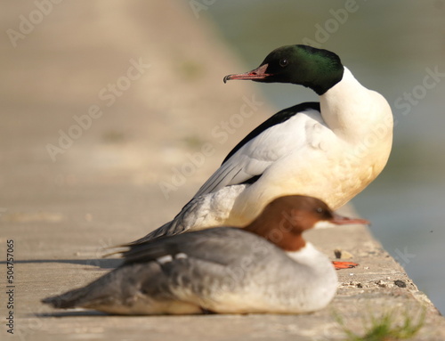 The common merganser (North American) or goosander (Eurasian) (Mergus merganser) is a large seaduck of rivers and lakes in forested areas of Europe, Asia, and North America. photo