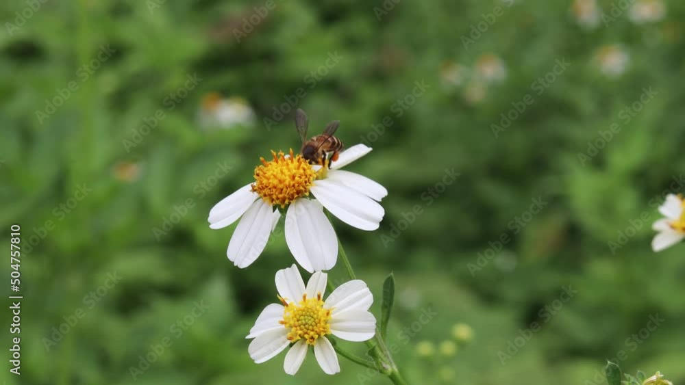 4K beautiful nature with bee foraging and pollinating white flowers ( bidens pilosa ) blooming in spring forest and this area offer a rich and supportive environment for small animals. 4K beautiful nature with bee foraging and pollinating white flowers ( bidens pilosa ) blooming in spring forest and this area offer a rich and supportive environment for small animals.