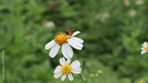 4K beautiful nature with bee foraging and pollinating white flowers ( bidens pilosa ) blooming in spring forest and this area offer a rich and supportive environment for small animals.