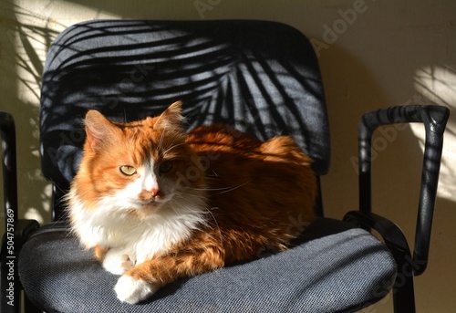 cat beautiful portrait relaxing home in sunlight and shadows 